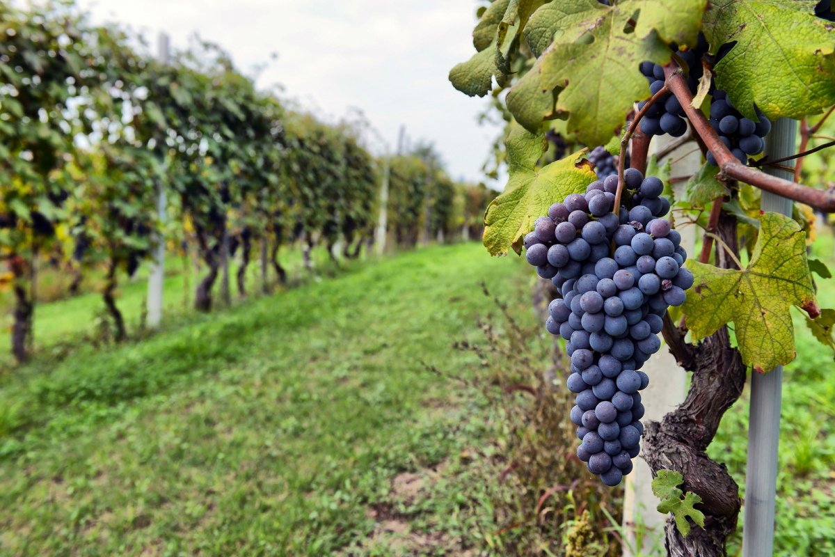 Grapes In Vineyard Andretti Winery